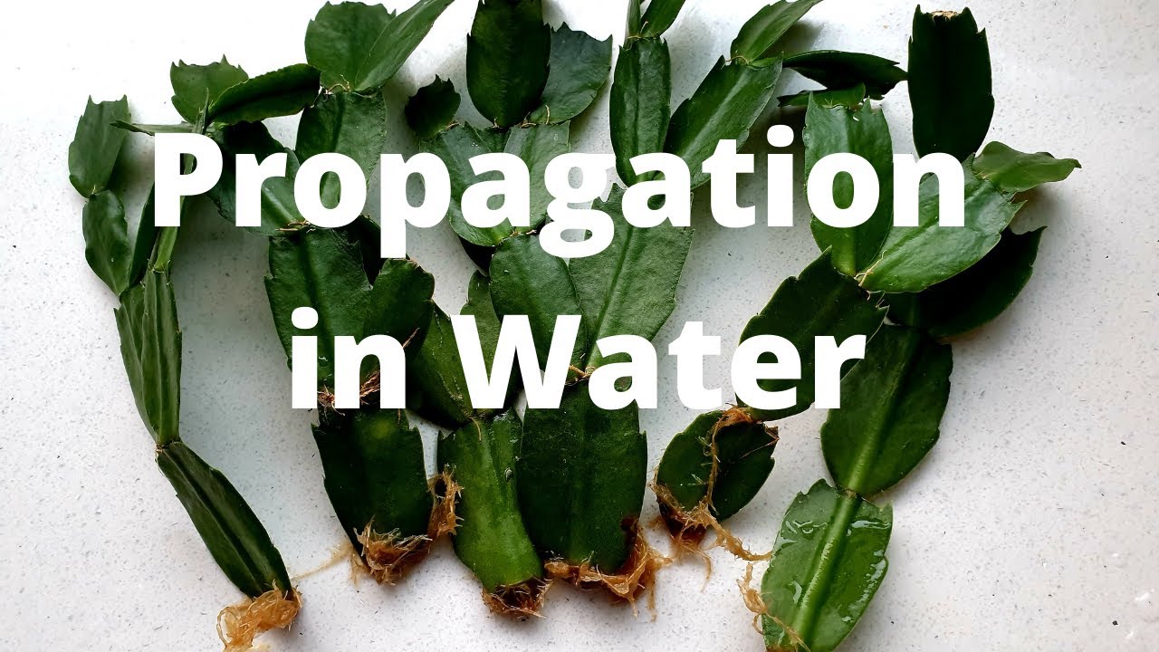Christmas Cactus Propagation: How to Propagate Zygocactus/Holiday Cactus in Water