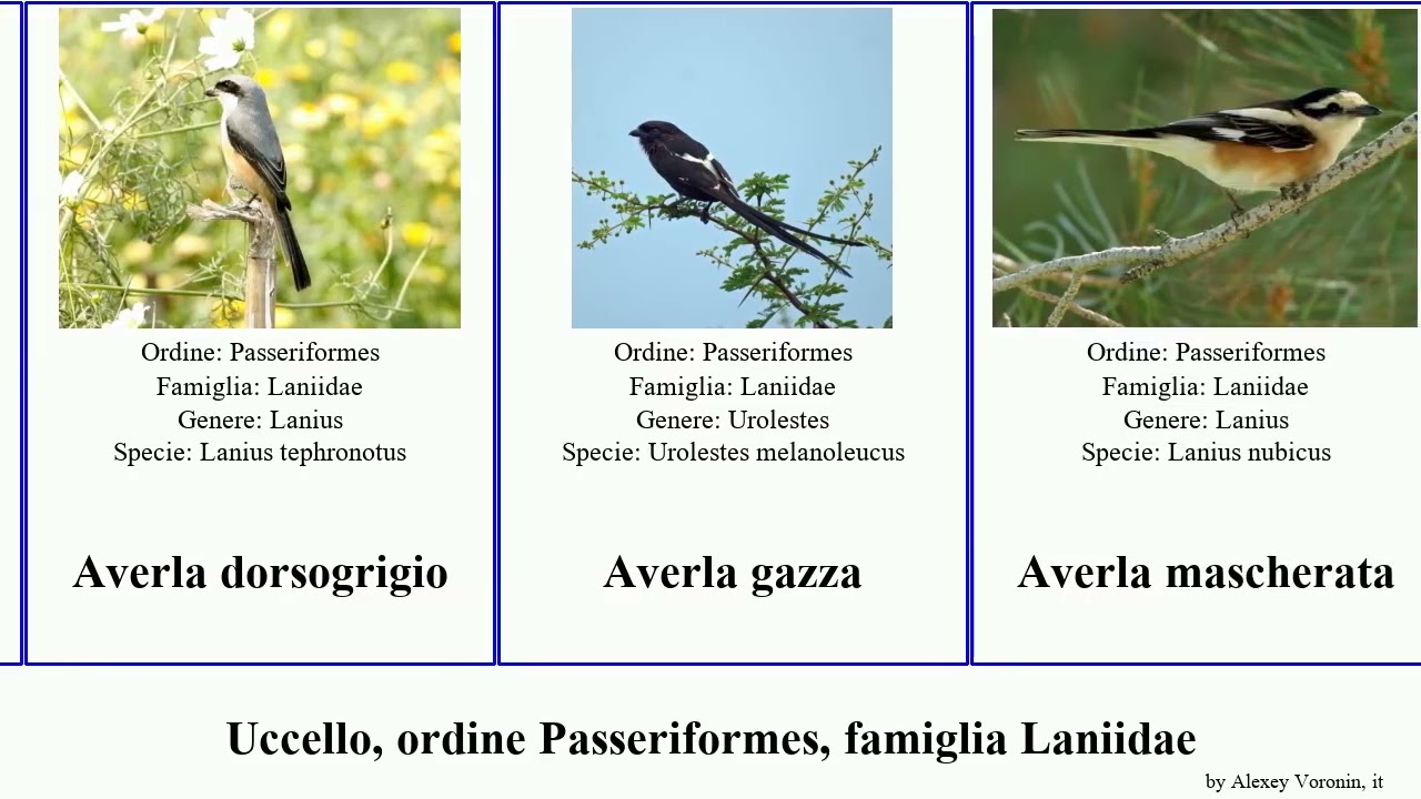 Uccello, ordine Passeriformes, famiglia Laniidae averla fiscal bird della delle africana comune