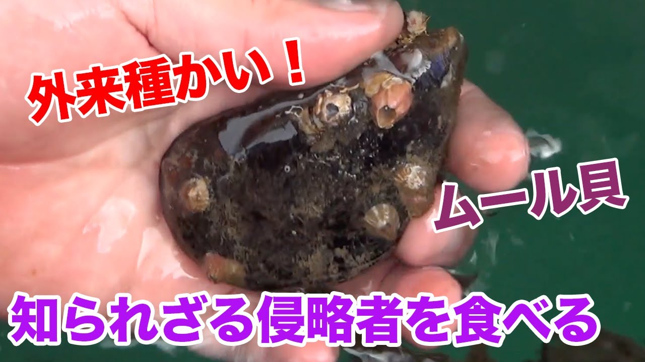 【いや外来種かい！ムール貝！】知られざる厄介な侵略者を美味しく食す。