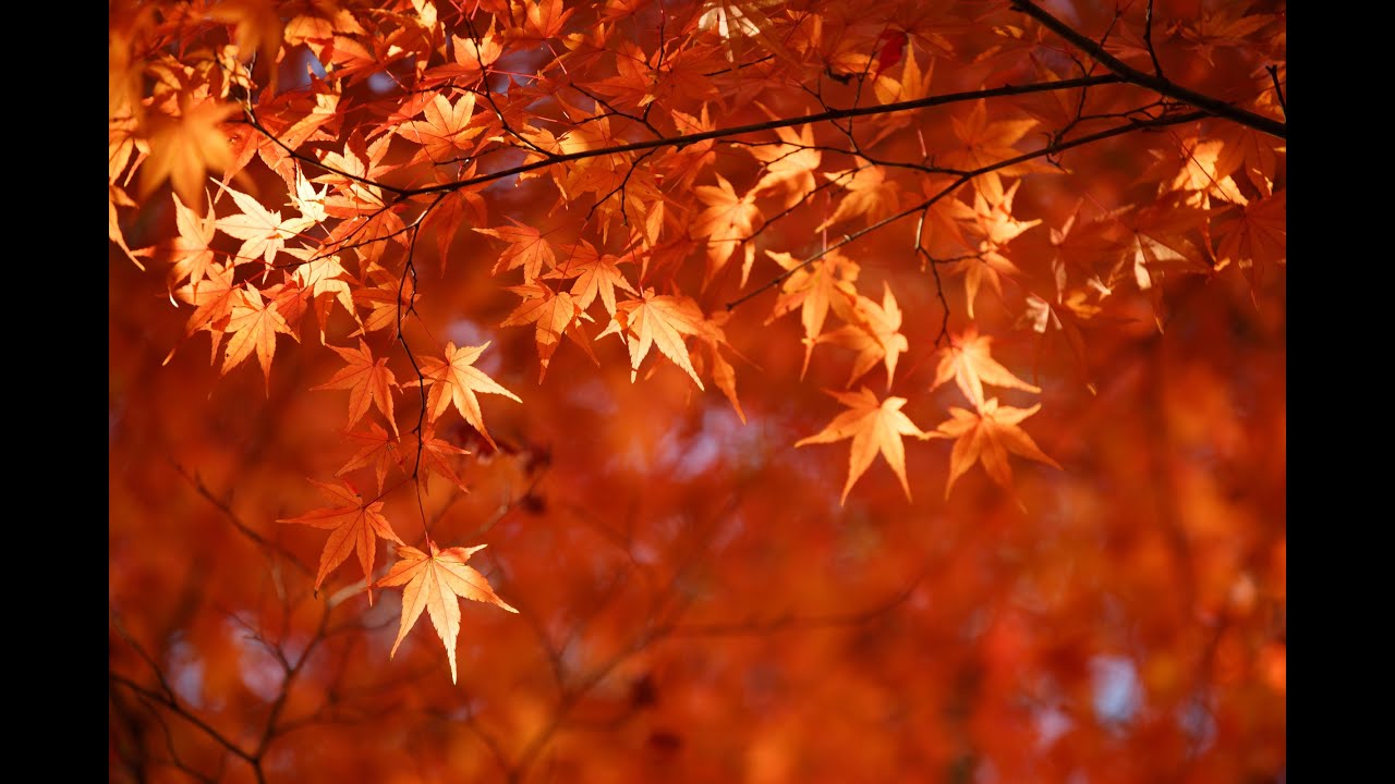 アップで紅葉を撮る秘訣