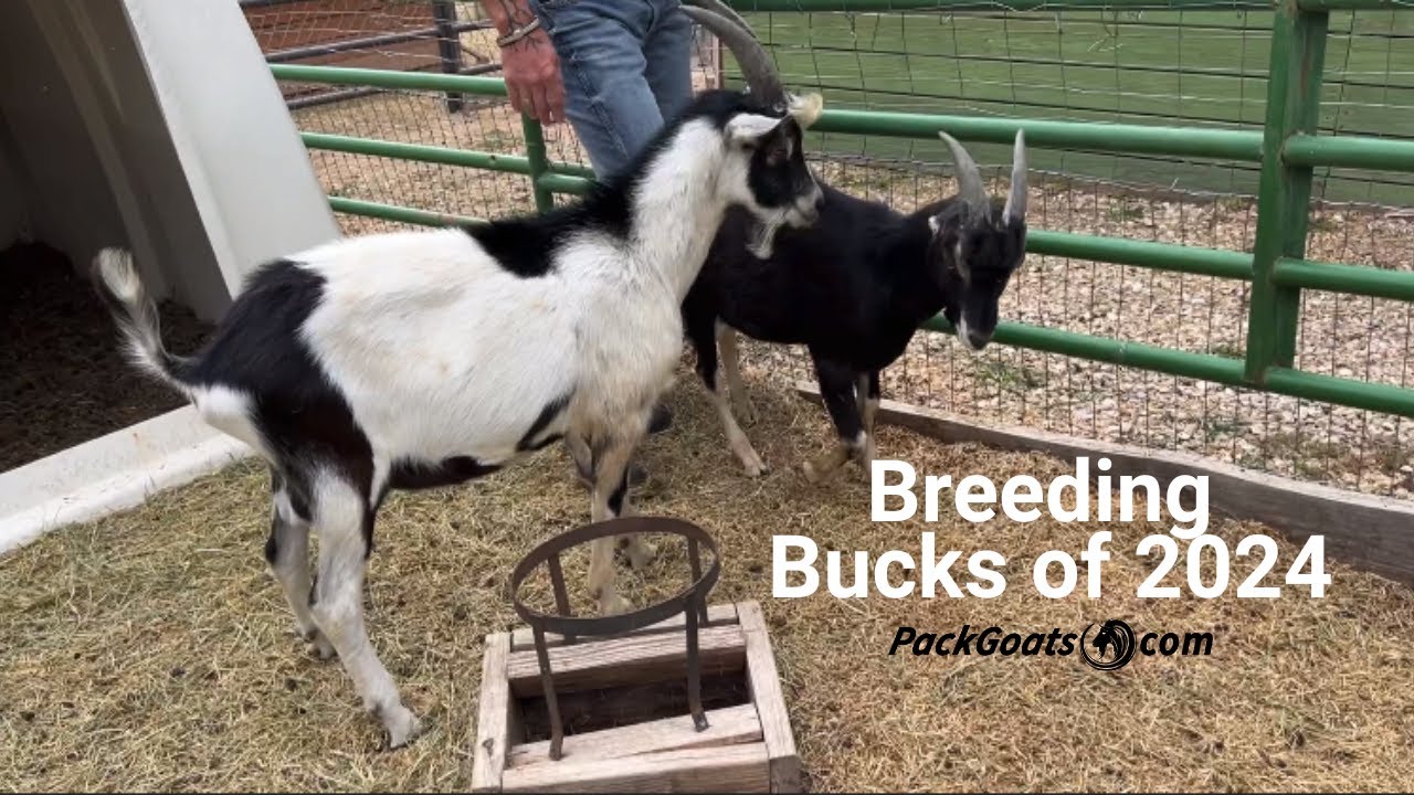 Meet The Breeding Bucks of 2024