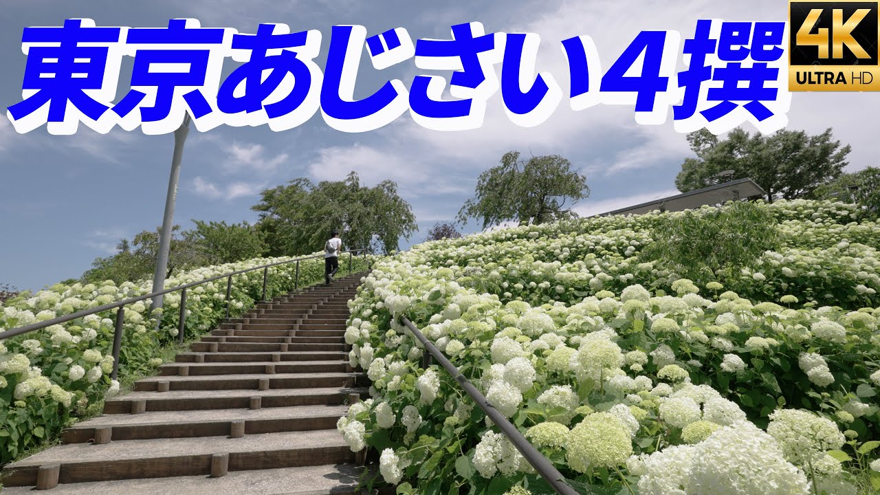2023年【東京あじさい４撰】都心に咲く紫陽花 hydrangea シンボルプロムナード公園 水の広場公園 アナベル お台場 白山神社 隅田公園 アジサイ 4K α7SⅢ