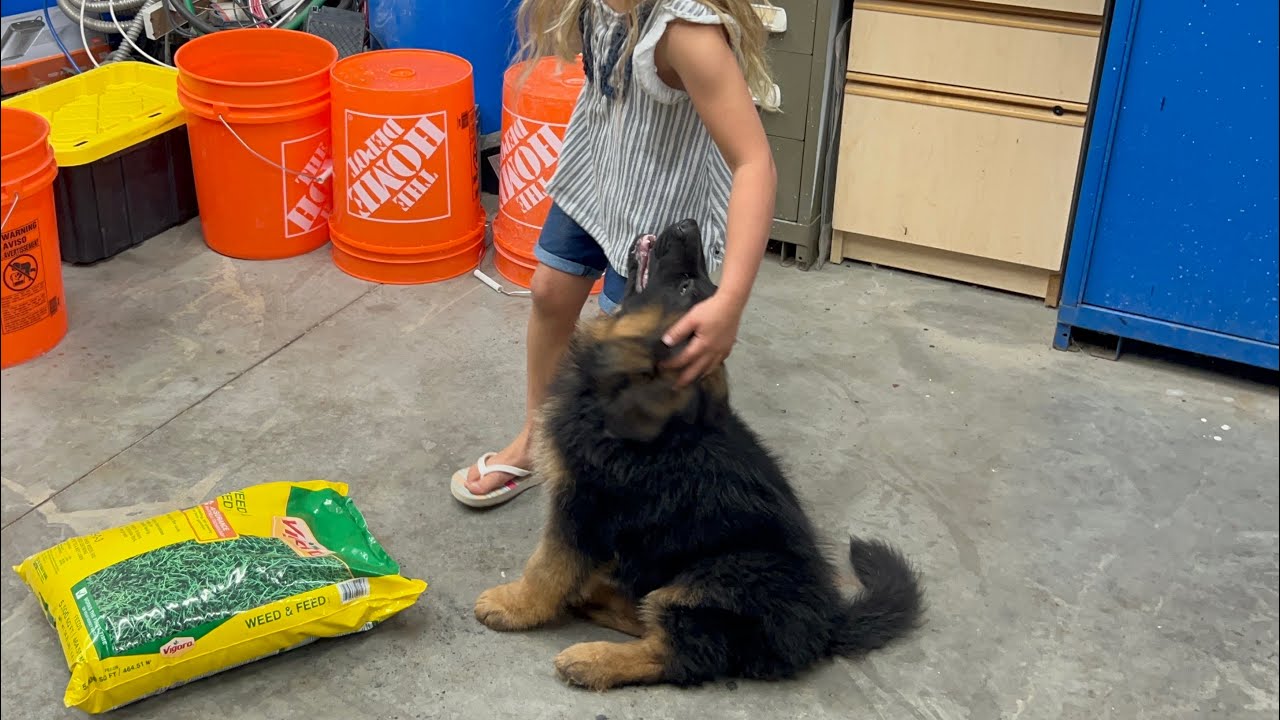 Emma’s First Game with VPD-K9 Yukon | Day One with Our New Protection Puppy