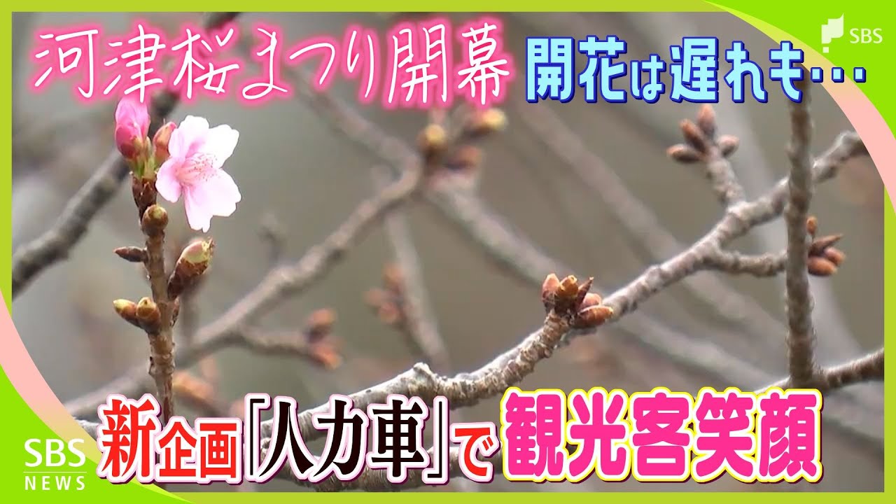 【河津桜】「こんなに遅いのは初めて」まつり開幕したのに… 開花はまだ 関係者は観光客呼び込みへ躍起＝静岡・河津町