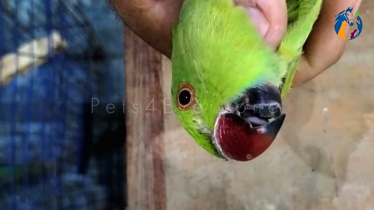 Ringneck Adult Male Female Difference | Ringneck Pathay Mein Male Aur Female Ka Kaise Pata Karein