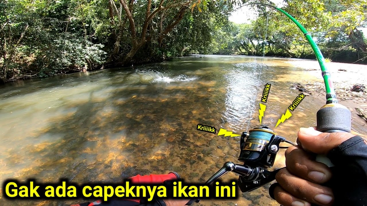 ADA IKAN BESAR DI BAWAH POHON BERINGIN