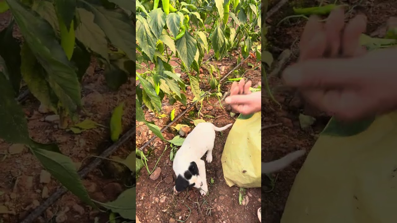 Serada biberleri pas diğer adıyla kurşunuküf götürüyor köpek bize iş yaptırmıyor 