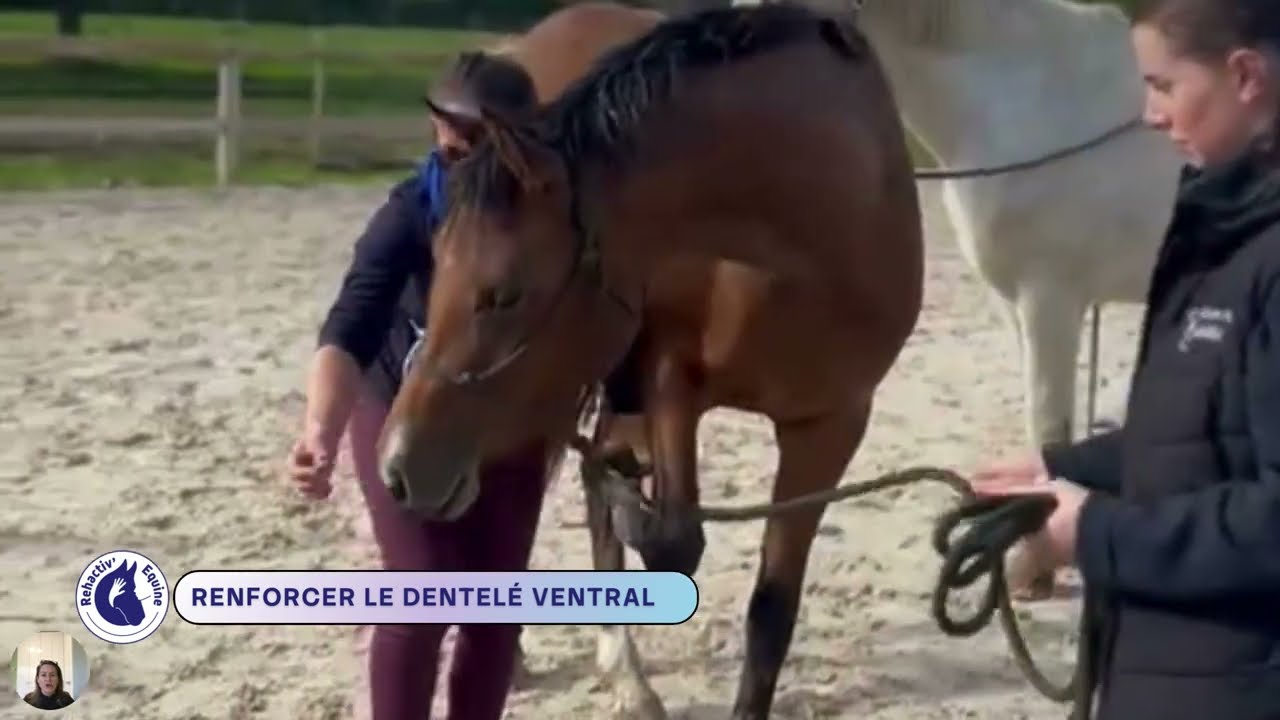 Renforcer le dentelé ventral de ton cheval