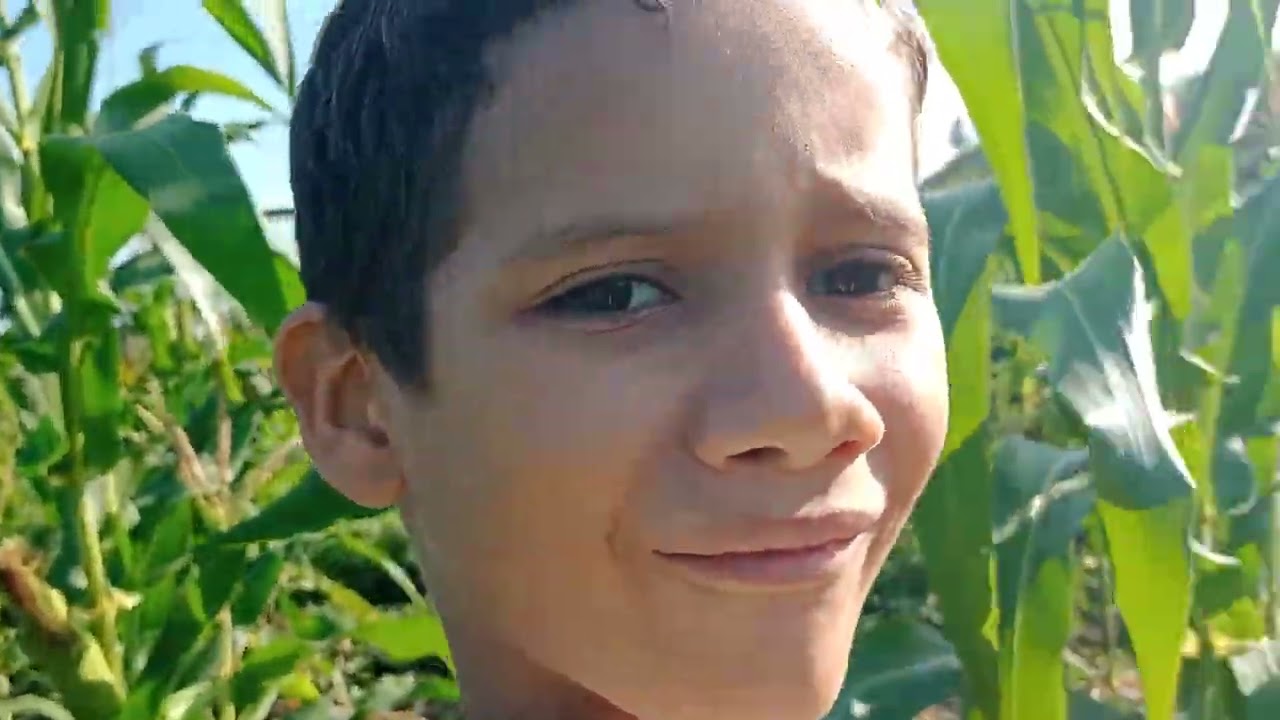 Luiz apanhando feijão 🫛 Verde 