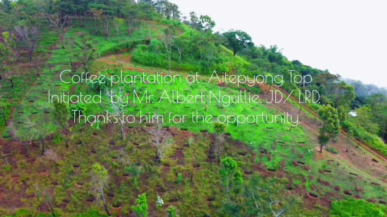 Coffee plantation at Mt. Aitepyong top.