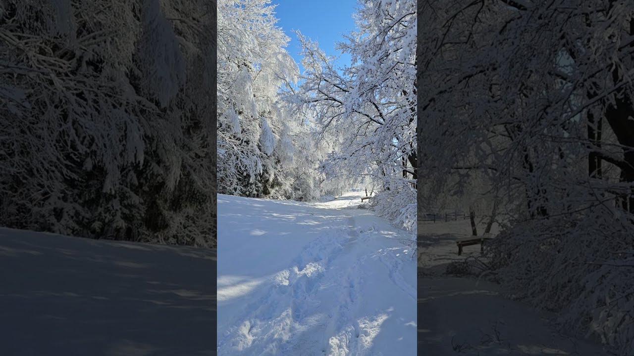 A Snowy Forest in Velenje, Slovenia