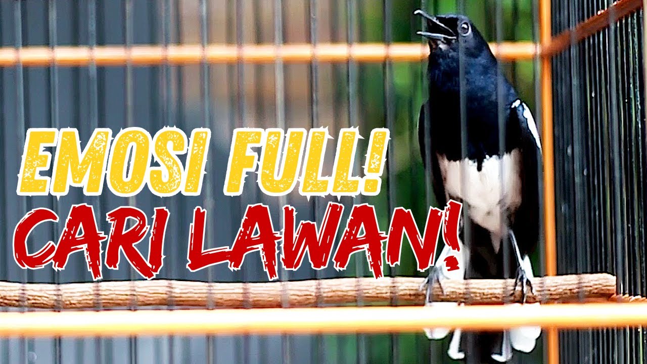 KACER FIGHTER EMOSI NAIK! GAYA TARUNG BENERAN SADIS!
