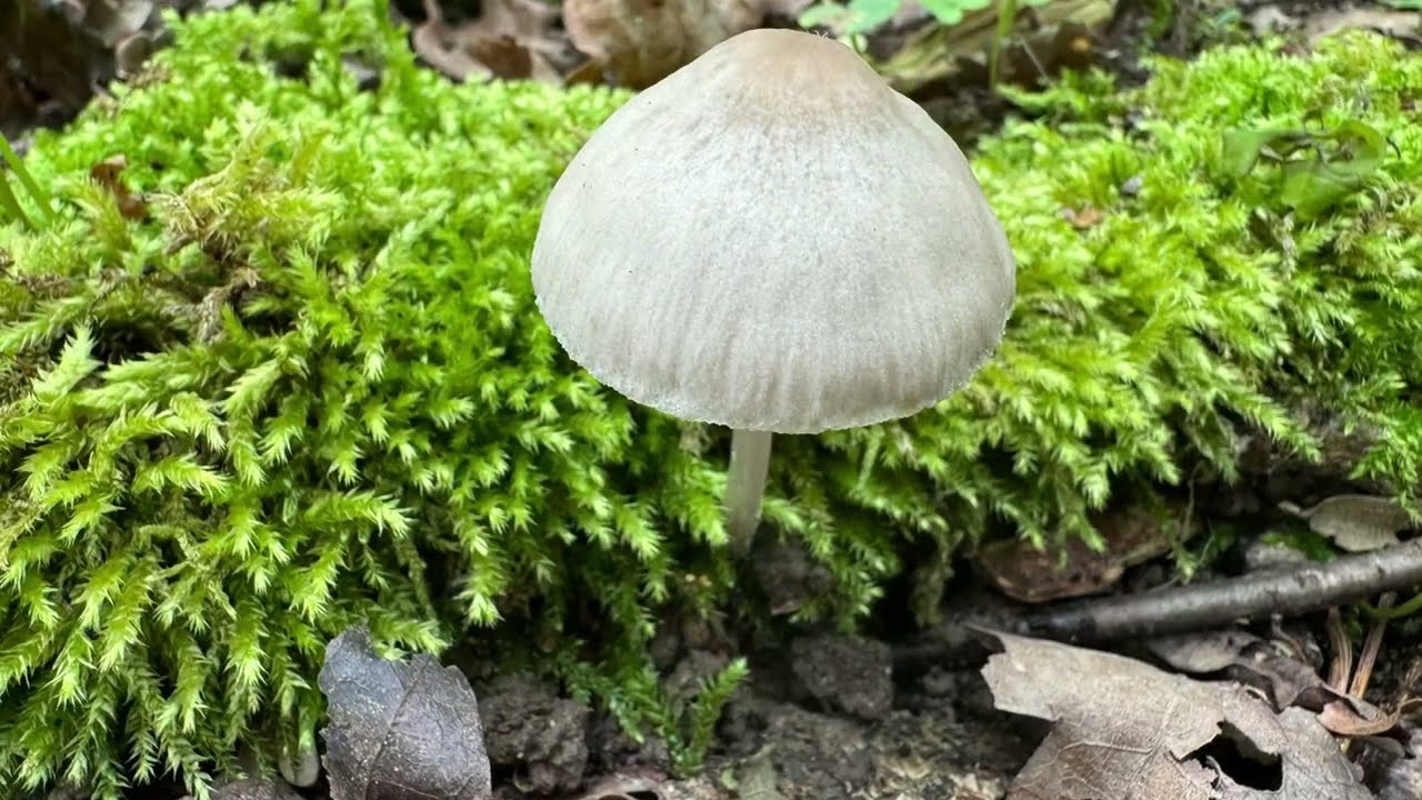 Mycena niveipes, May 1, 2024