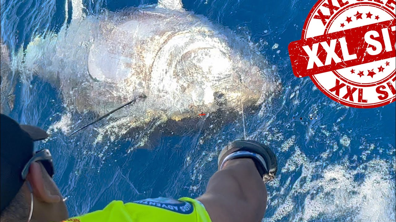 Pêcher le Thon Rouge au Vif a Tenerife en Stand Up! YFS 2022 - Tuna Fishing