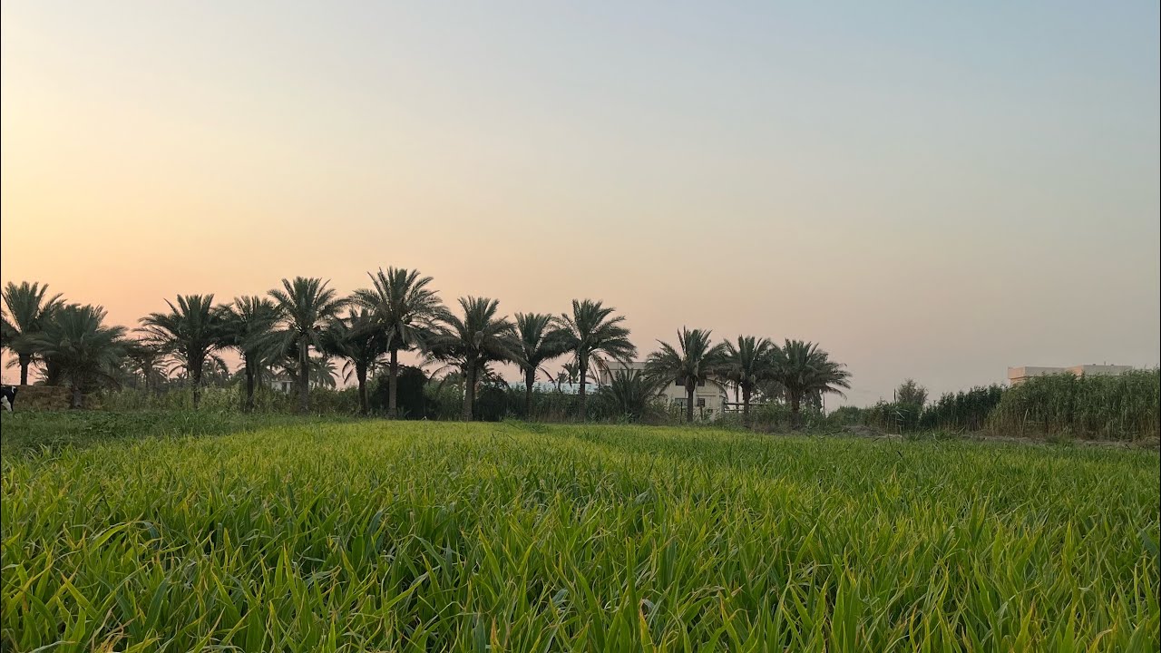 يوم في حياة فلاحة عراقية , العيش الهادئ في الريف العراقي A day in life of Iraqi farmer