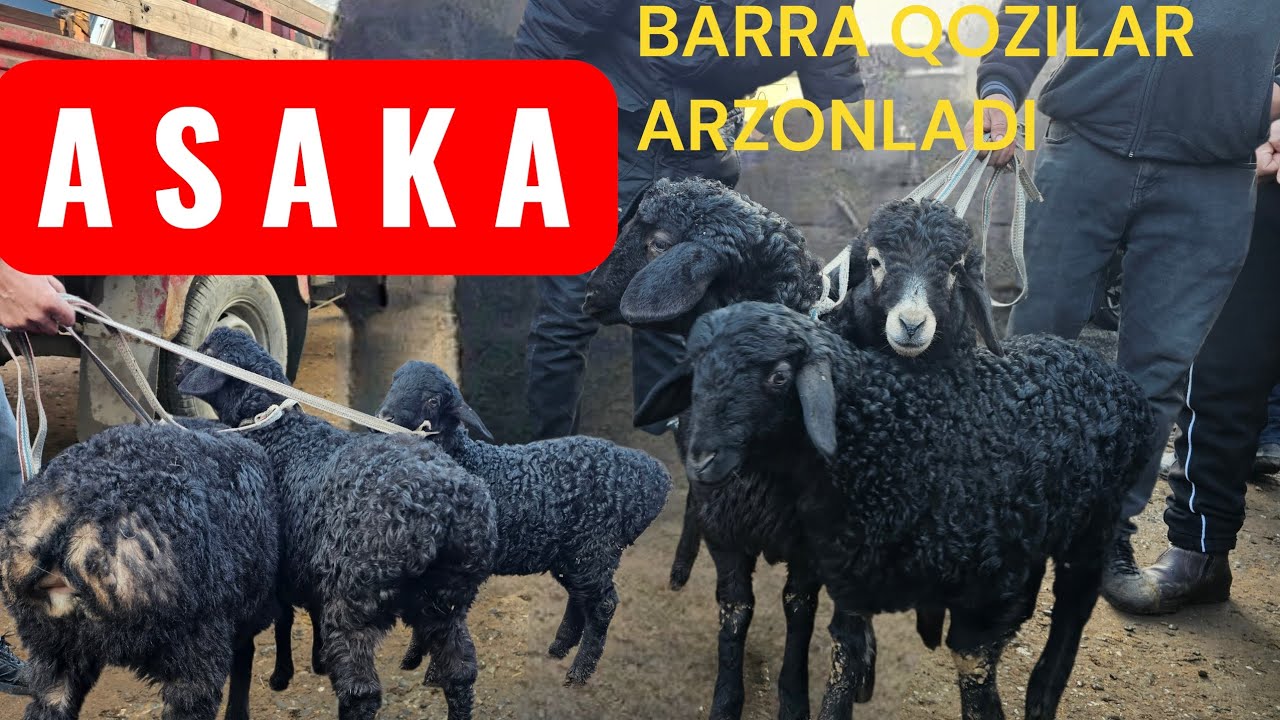 ASAKADA TOPALON 😱😱QOZILAR ARZONLADI