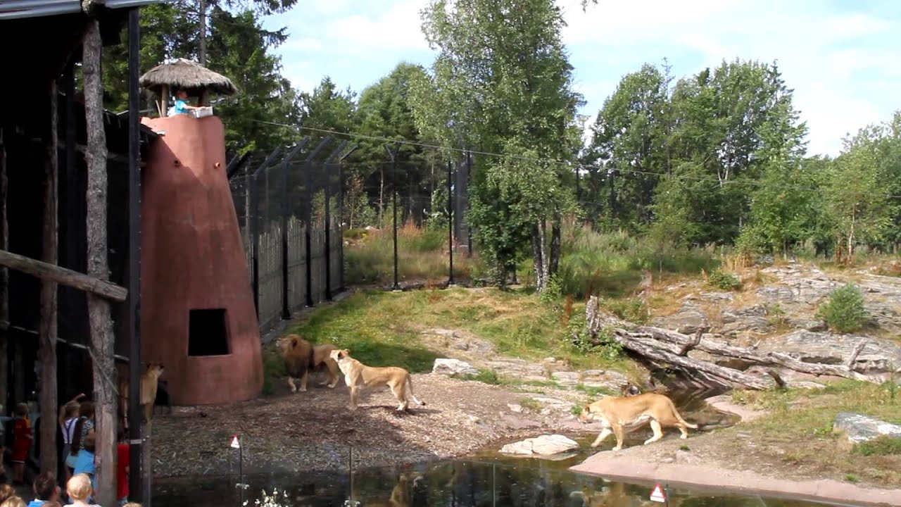 Løve presentasjon/ Lion presentation Dyreparken i Kristiansand 11 08 2013