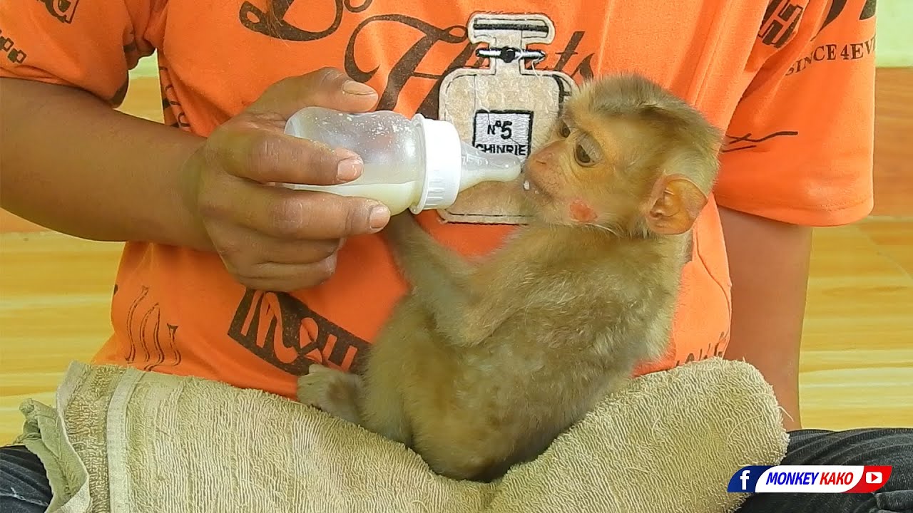 Poor Baby Monkey | Mom Feed Orphan Baby Monkey Drinking Milk First Time