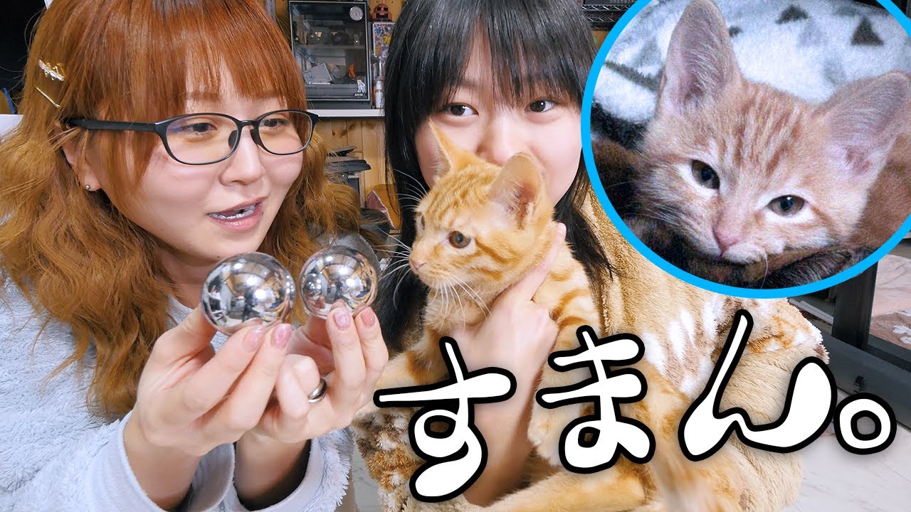 【悲報】とら、キ〇タマ失う。