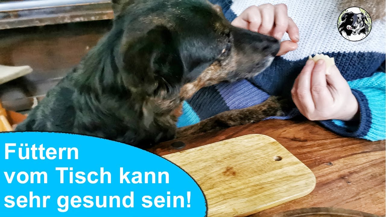 Sind Essensreste für Hunde gesund? Was du über (Welpen-) Füttern vom Tisch wissen solltest!