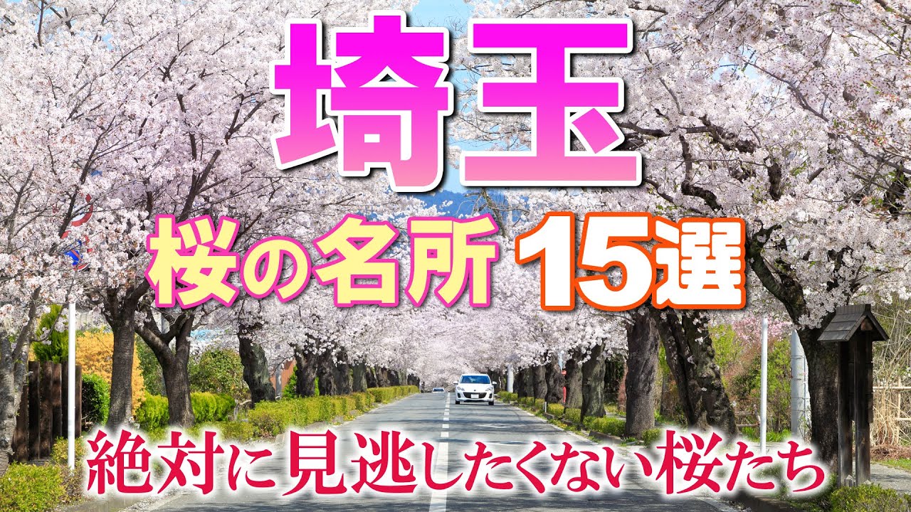 【絶景】埼玉県の桜の名所15選【見逃してはいけない桜たち】15 Cherry Blossoms to Visit in Saitama, Japan