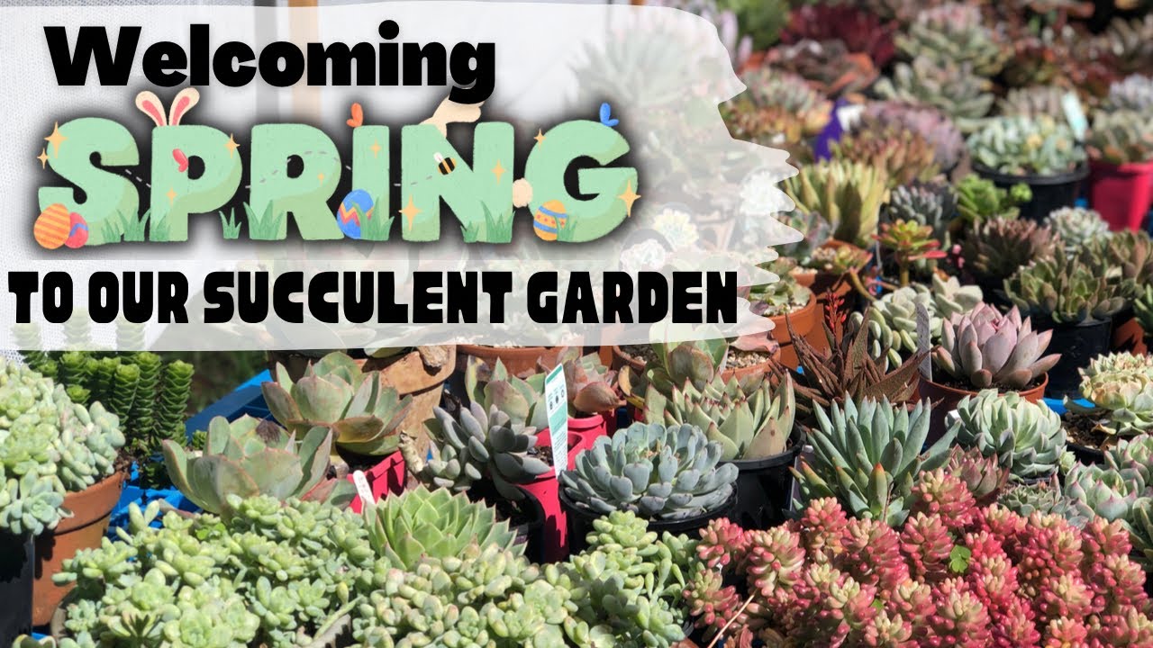 Welcoming SPRING to our SUCCULENT GARDEN! 🌿🌼🌵🪴☀️#spring #succulents