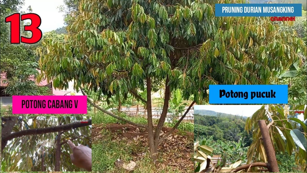 Pruning durian musangking ||cabang V ||potong pucuk ||13|| #pruning #durian #durianmusangking #kebun