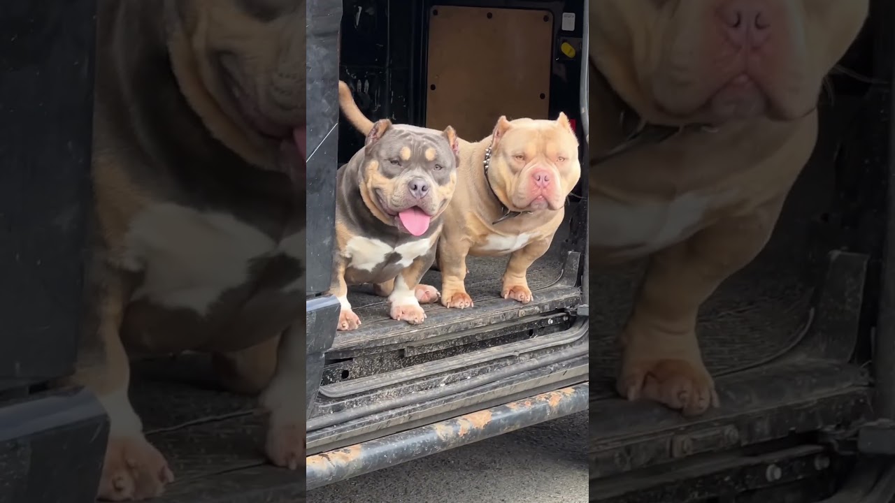 American micro Bully 