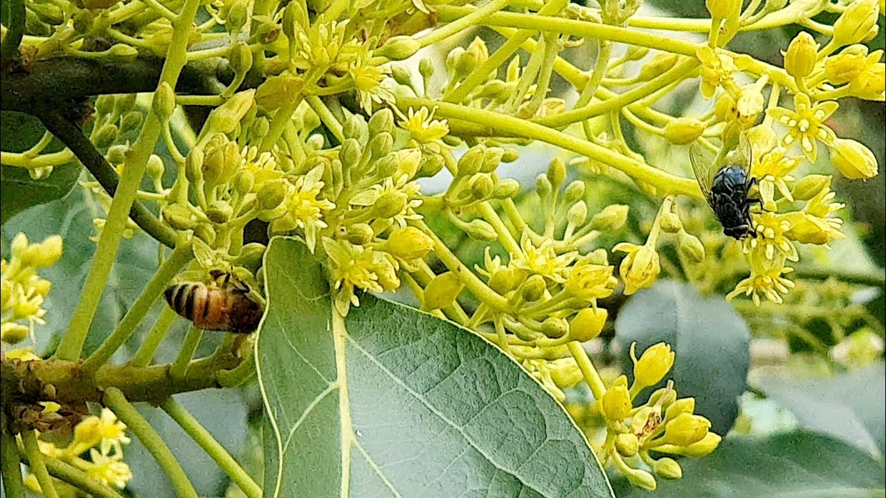 Who Is Pollinating My Avocado Flowers?