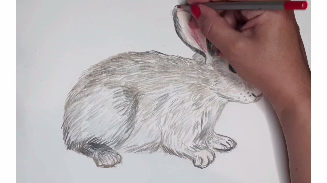 Як  легко намалювати сіренького зайчика олівцями. How to draw a rabbit with pencils