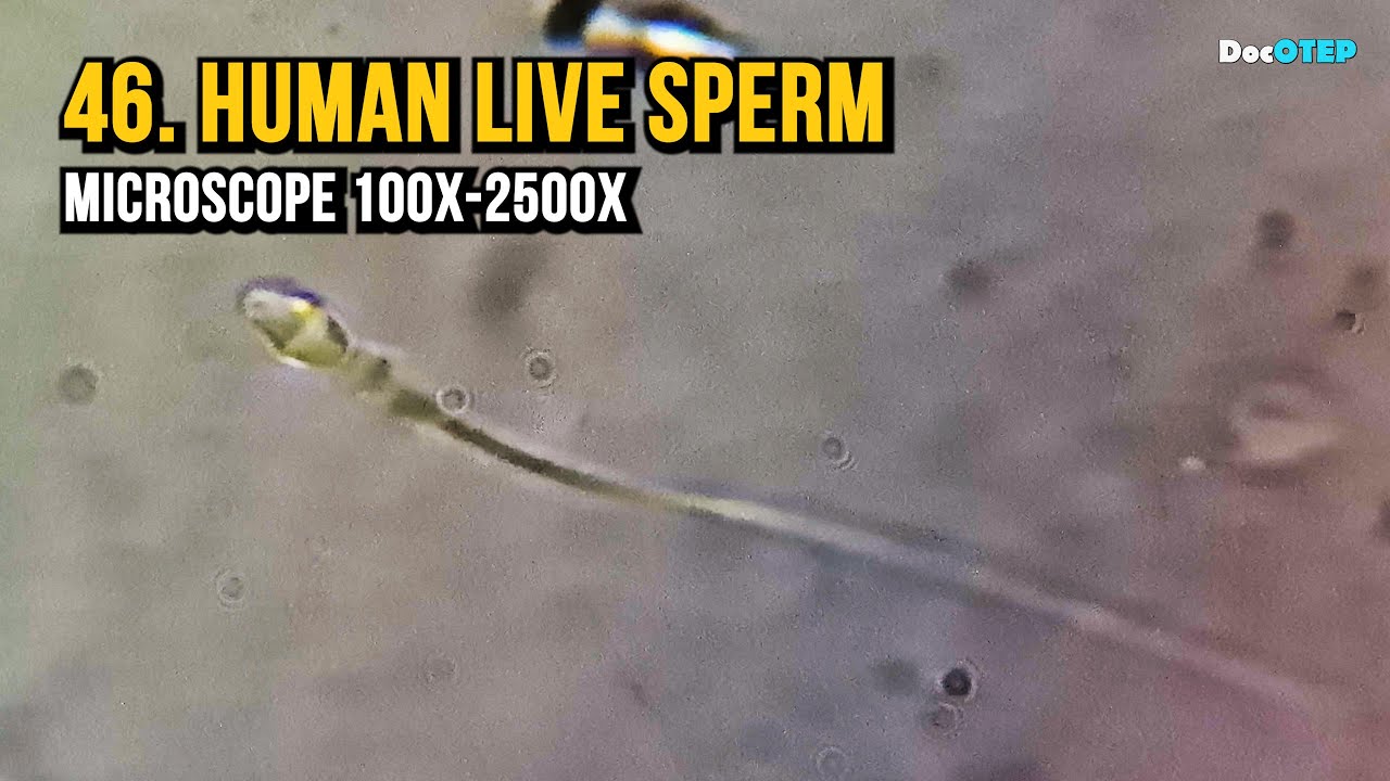 46. Human Live Sperm (Microscope 100x-2500x)