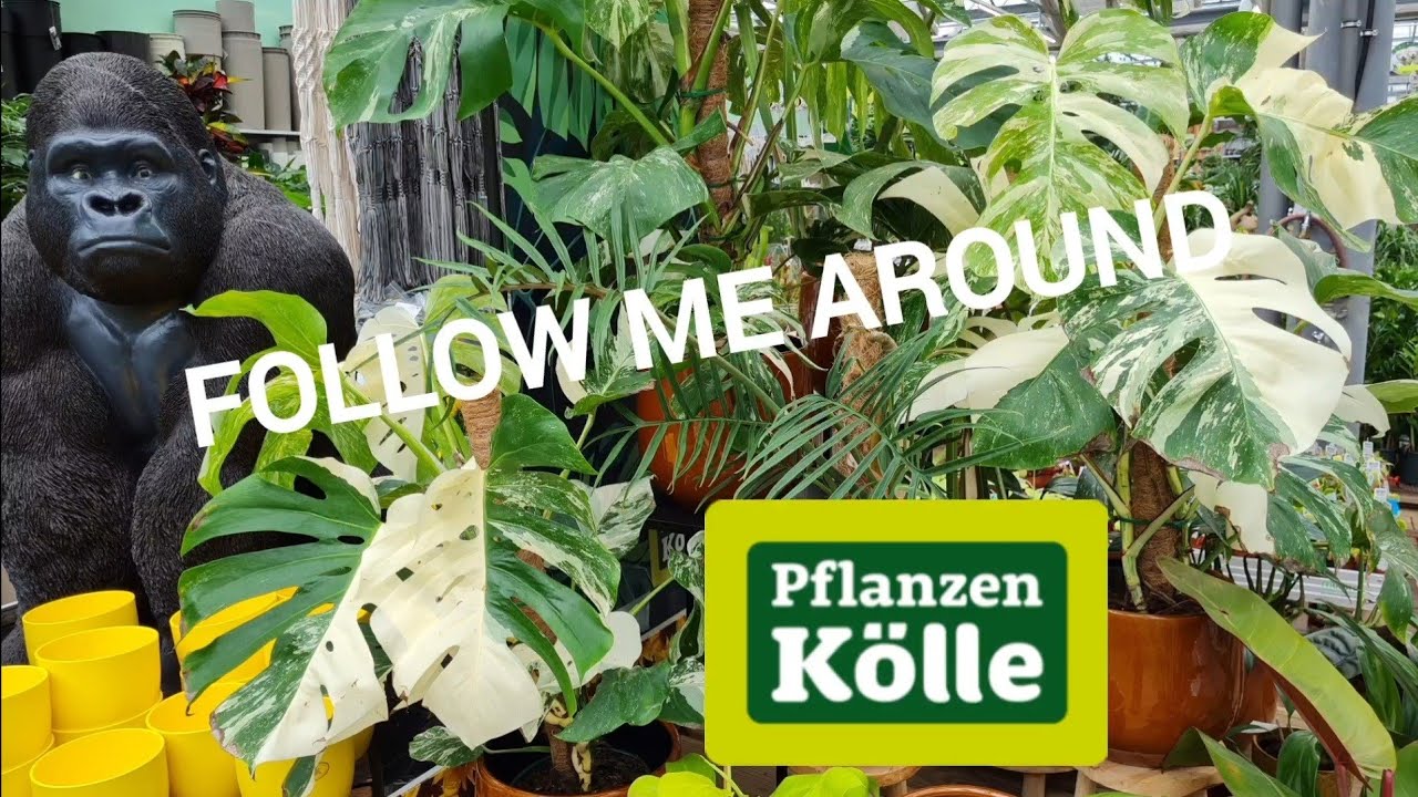 Follow Me Around 🎥 | Hamburg 🗺️ | Pflanzen Kölle Hamburg Volksdorf🌱 | UPDATE 5. August 2022