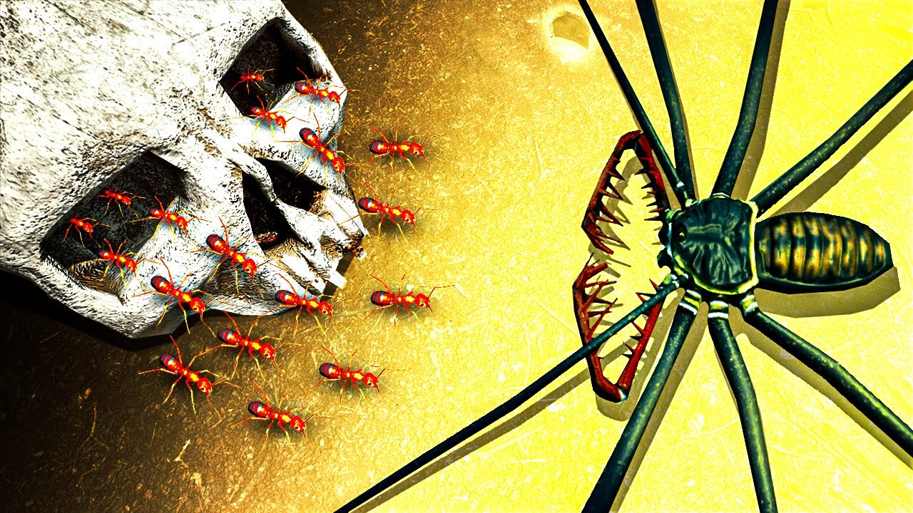 Skull ARMY ANTS vs Giant Spider in Empires of the Undergrowth!
