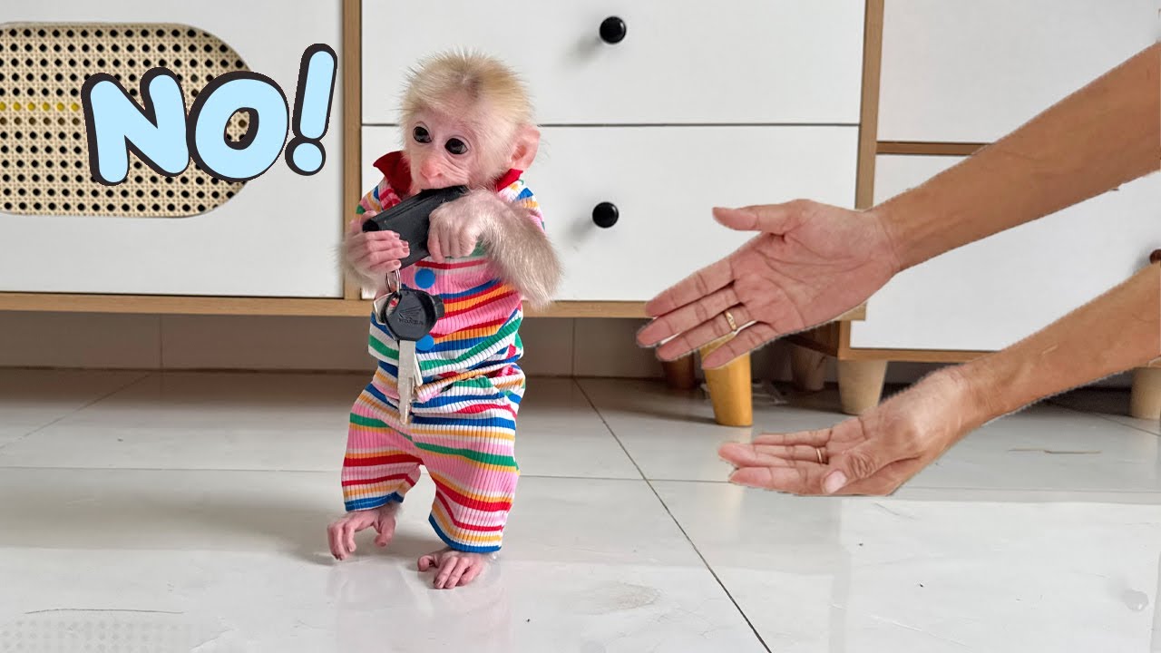 Couldn't help laughing! Lucky hid his mom's car keys so she wouldn't leave the house