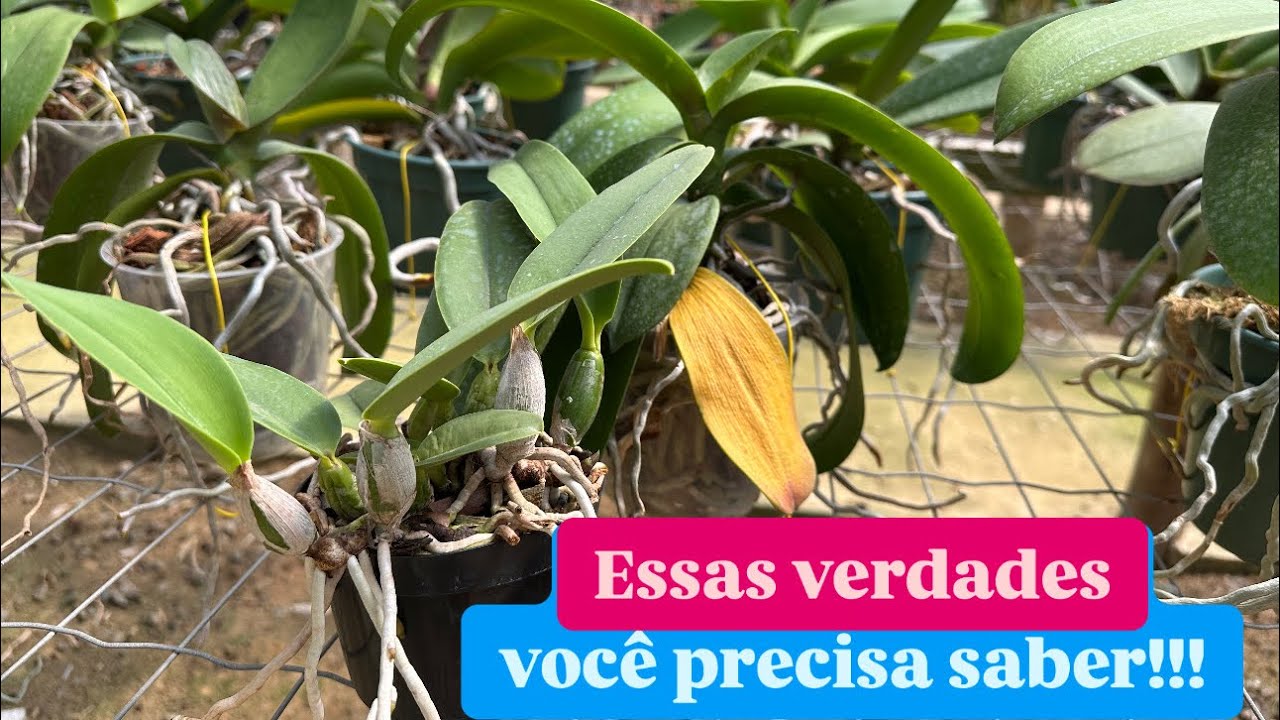TE ENGANARAM sobre PHALAENOPSIS e Cattleya WALKERIANA!!!