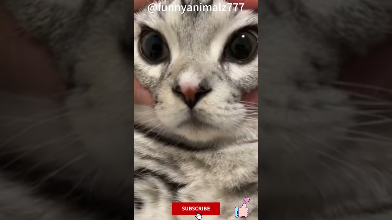 Funny Animal Moments #0241