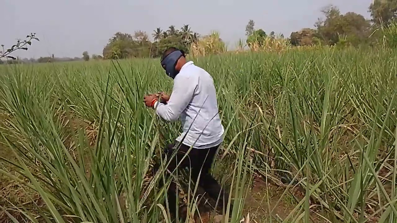 उसा मध्ये द्रोनी फवारणी कश्या प्रकारे करतात 🌾#ऊस उत्पादक #फार्मर #वायरल विडिओ #ऍग्री 