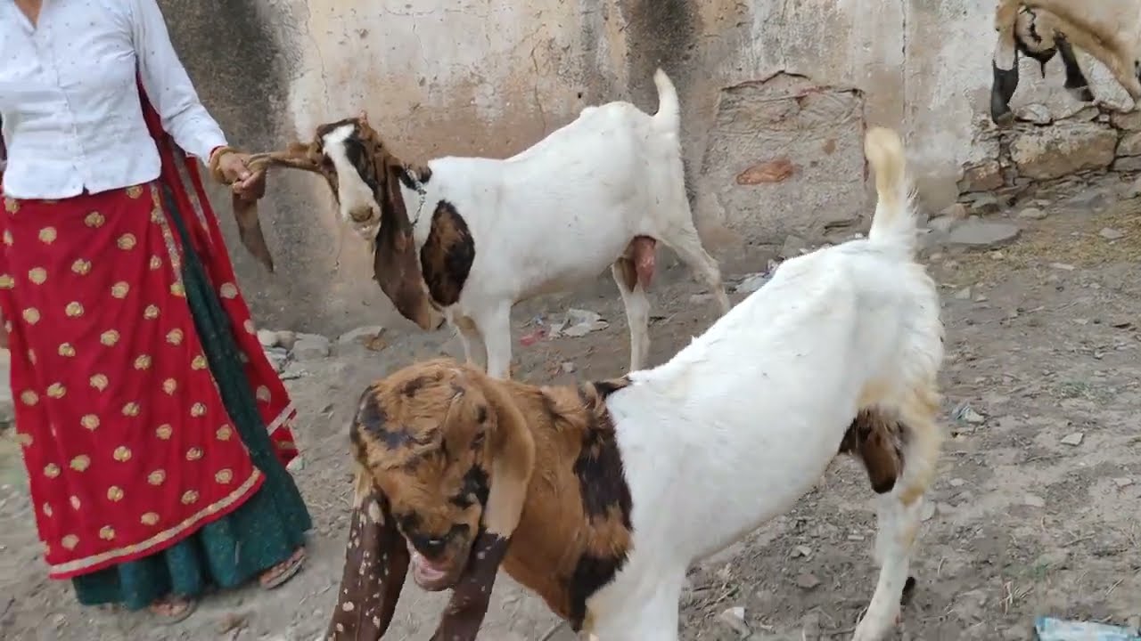 #totapuri 100 Bakriyo ka lot full puch face me balahedi Bakri Mandi Rajasthan goat trending quality