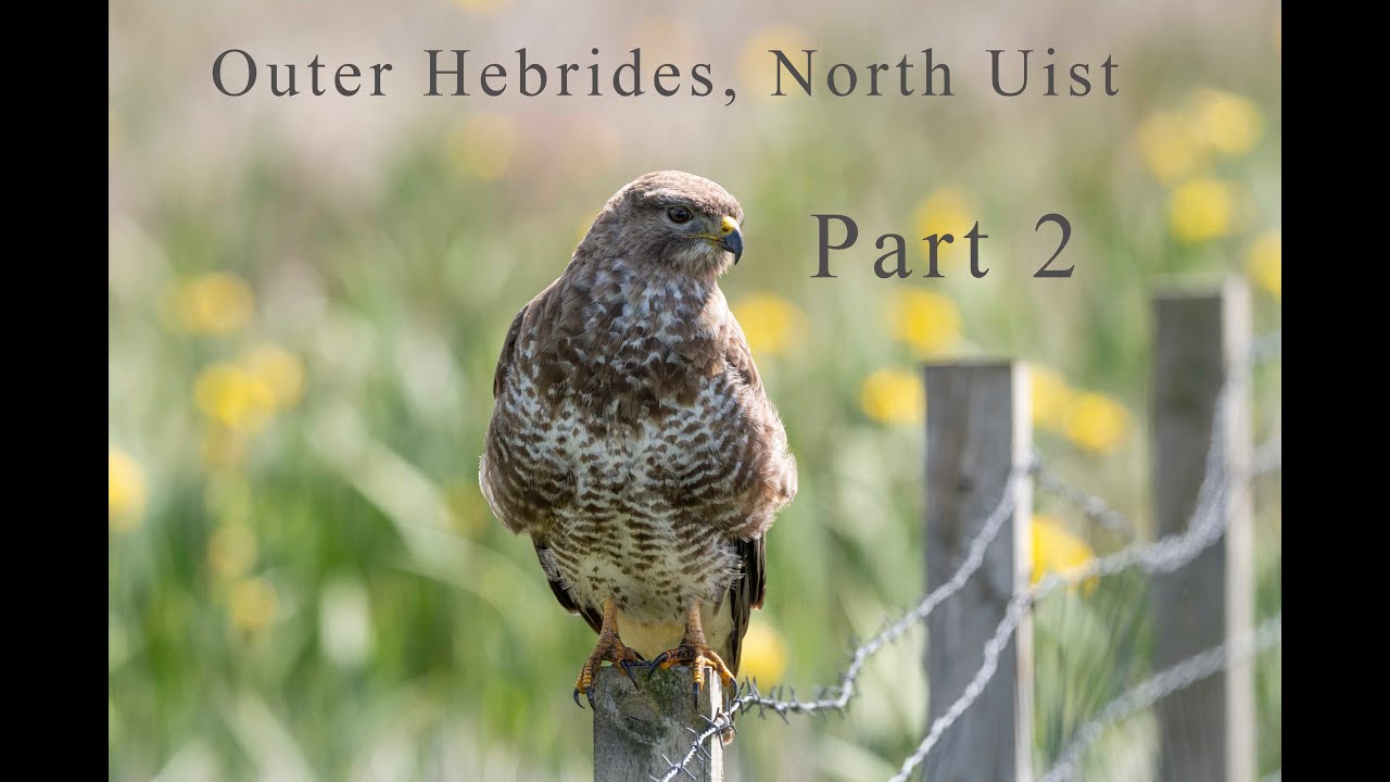 Wildlife Photography | VLOG – Part 2 | North Uist, Outer Hebrides, Scotland, UK | 2024
