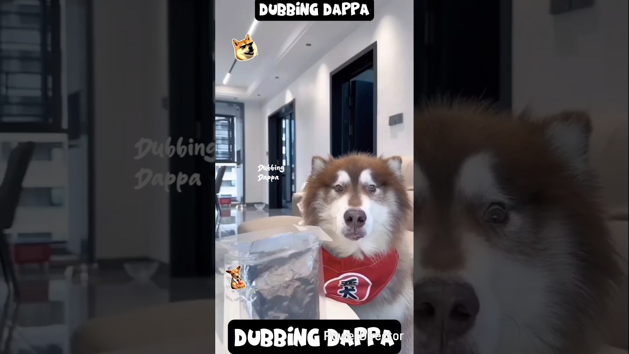 Naadagam paaka vidra 🤣 #funny #dog #shorts #animals #shortsfeed #dubbingdappa #pets #comedy #dogs
