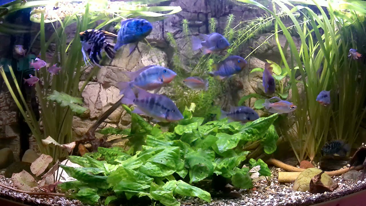 gro&szlig;e Buntbarsche im Aquarium