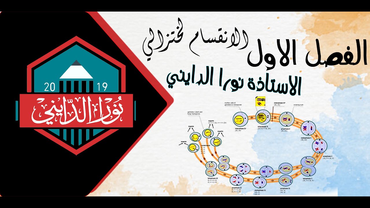 الانقسام الاختزالي الاول نورا الدايني