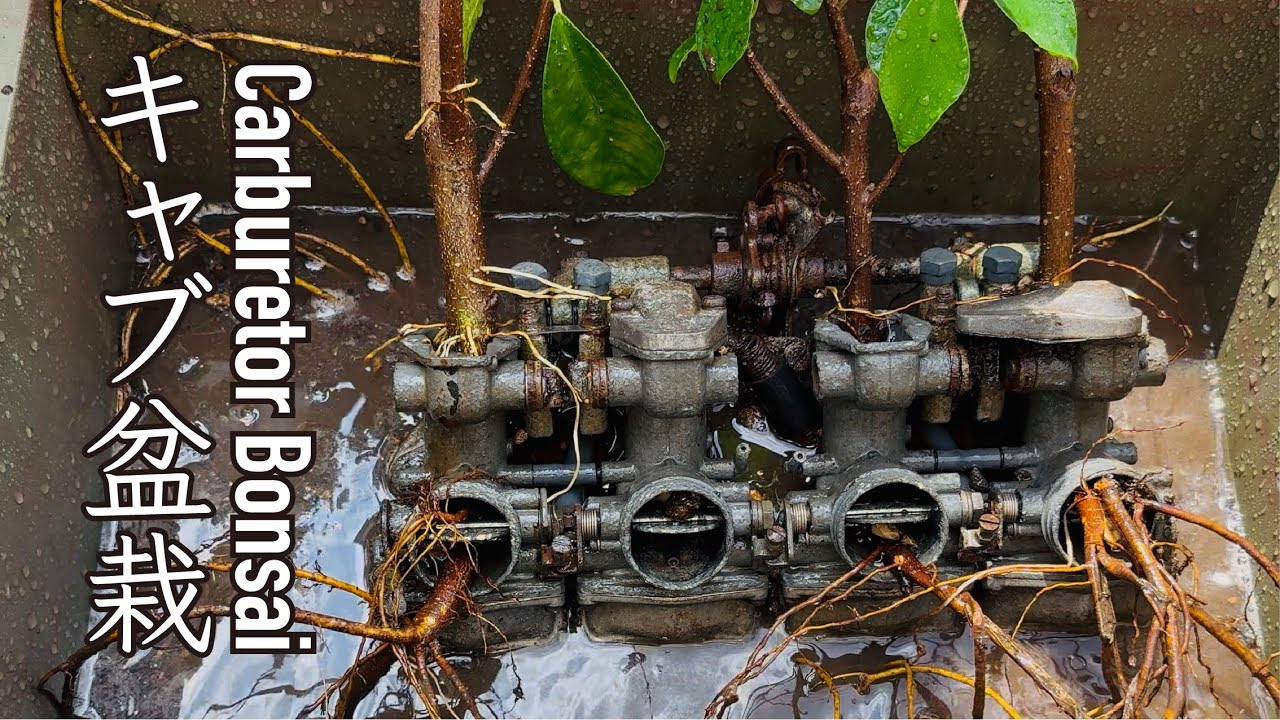[キャブ盆栽] キャブレター盆栽を植えかえる日本の夏。CARBURETOR BONSAI 　I repotted my banyan tree Carburetor bonsai.