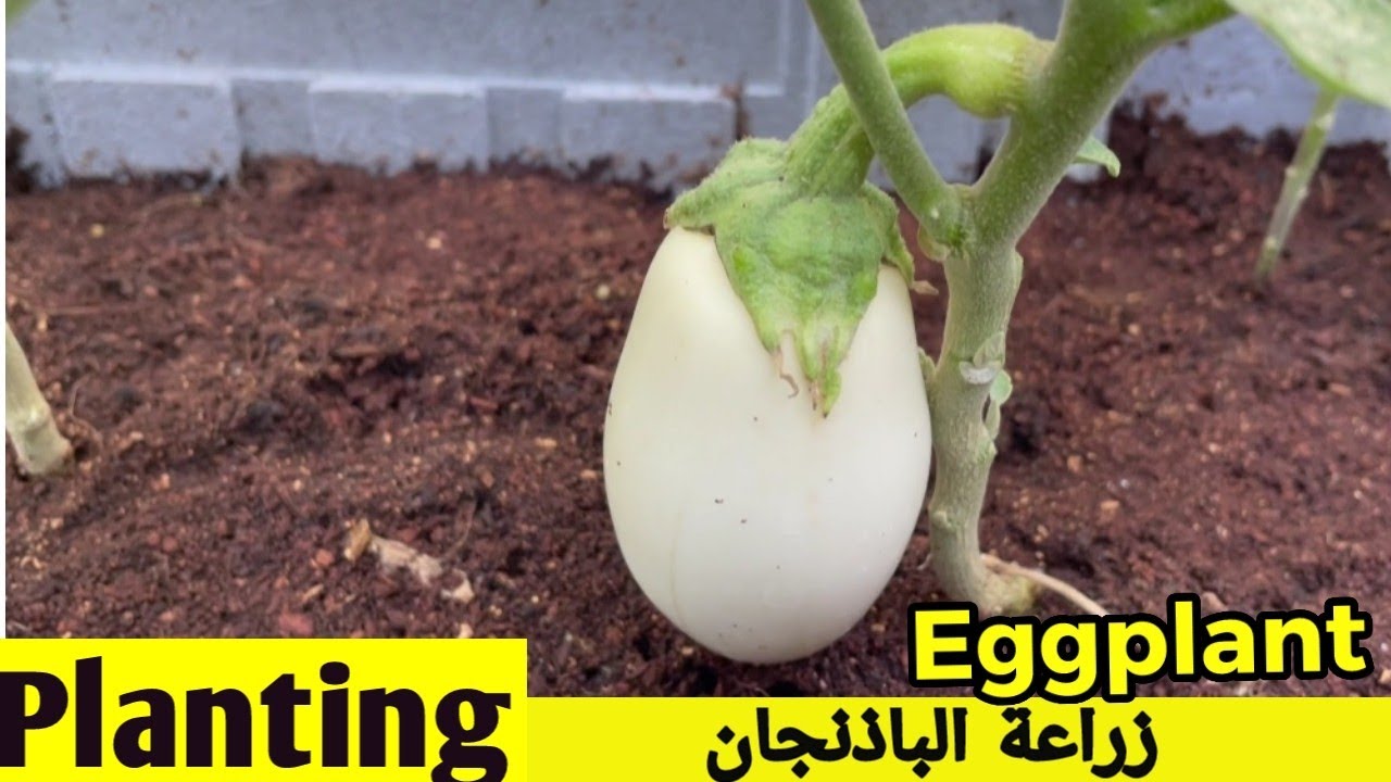 زراعة الباذنجان