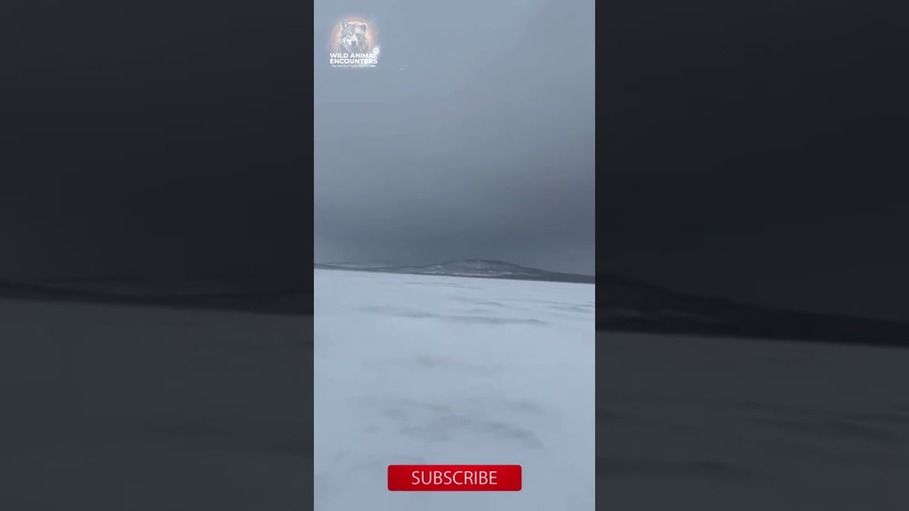 Snowy Owl Dive Bomb Attack