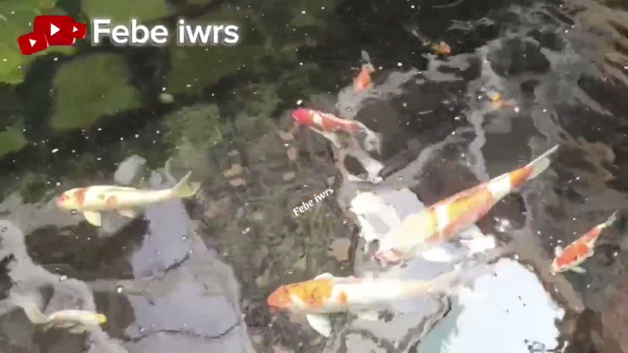 Sore hari bersama ikan koi