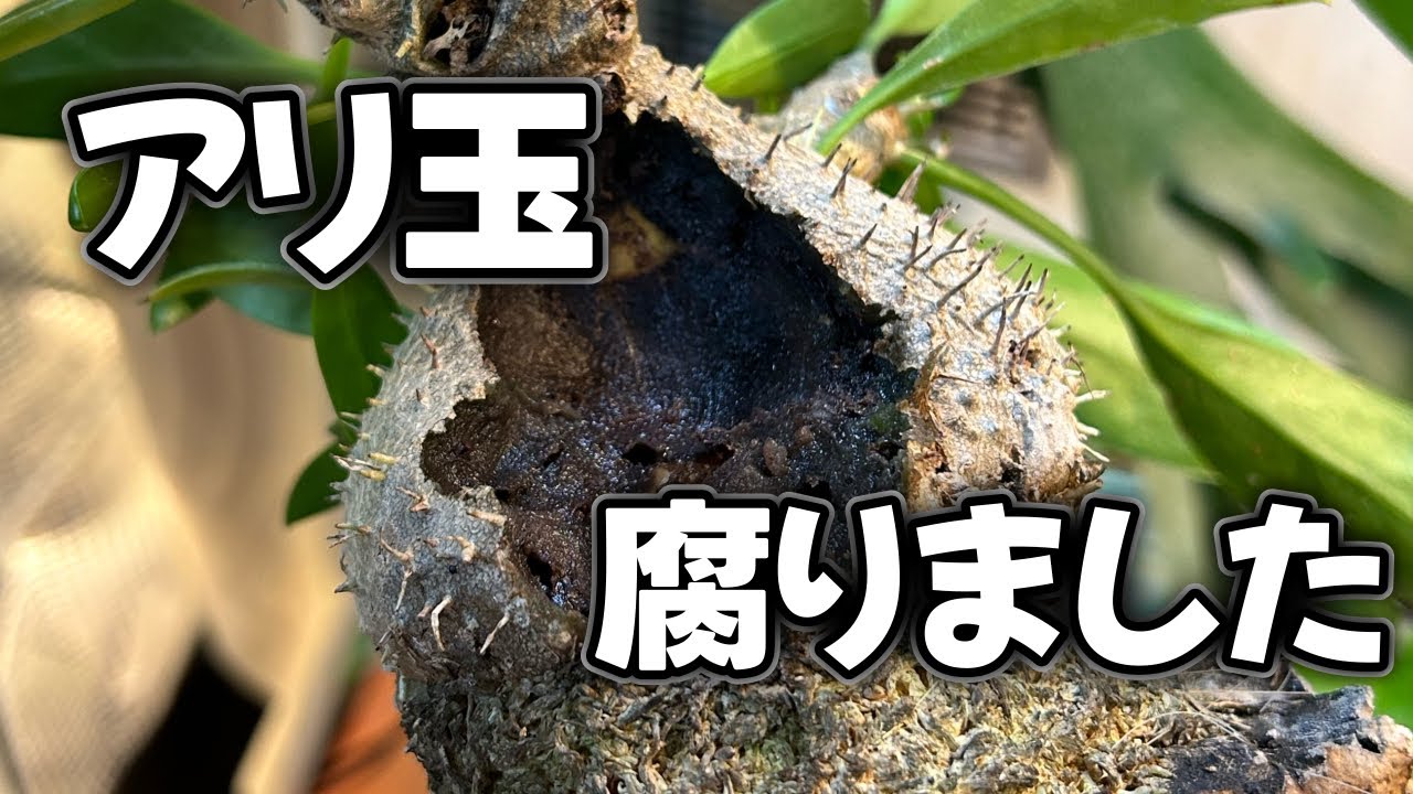 アリ植物がめちゃくちゃ腐っていました！【植物】