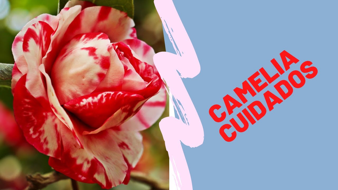 APRENDE LOS CUIDADOS BASICOS DE LA CAMELIA, COMO SEMBRAR CAMILAS