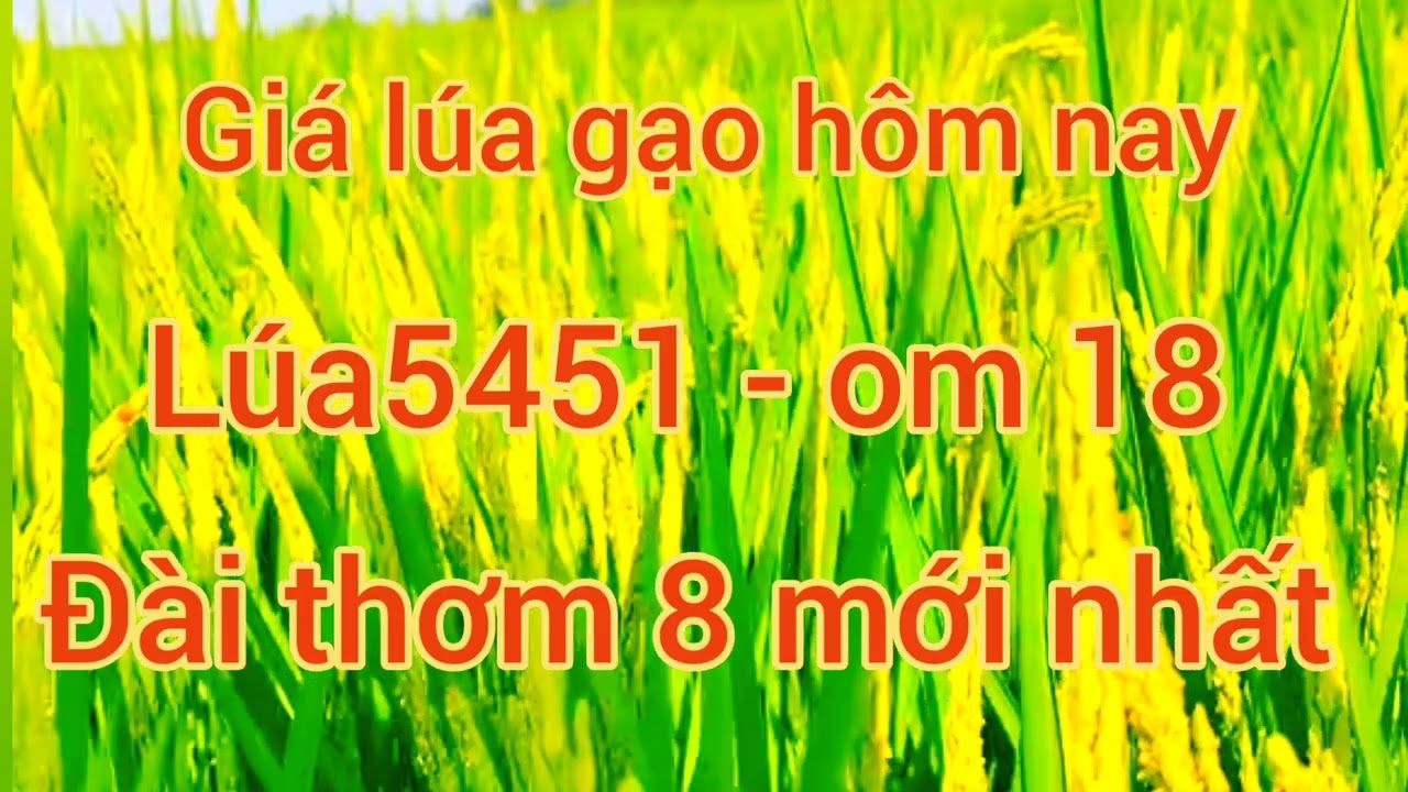 giá lúa gạo hôm nay 27/2/2026 mới nhất, đài thơm 8,om 5451 ,om 18 giá tại ruộng 