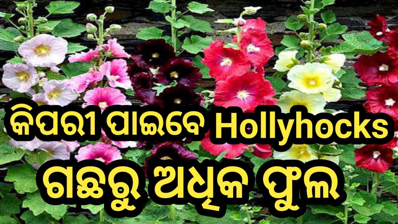 ଖରାଦିନେ Hollyhocks ଫୁଲ ଗଛରୁ ଅଧିକ ଫୁଲ କିପରି ପାଇବେ #hollyhock ,#floweringplants #summerflower #garden
